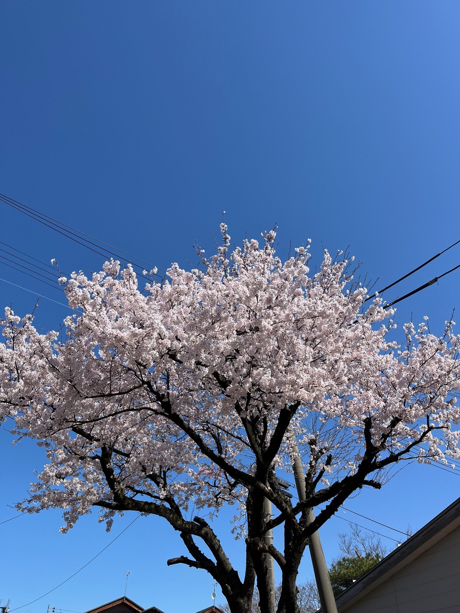 桜の季節